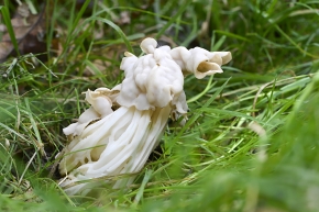 witte kluifzwam (helvella crispa) 10-2024 1372